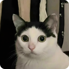 Curious Cat